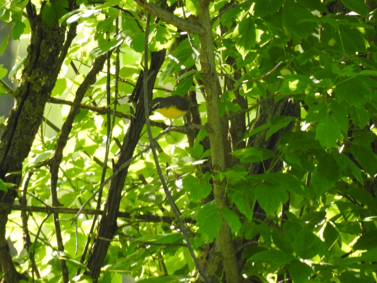 Yellow-breasted Chat - ML102000511