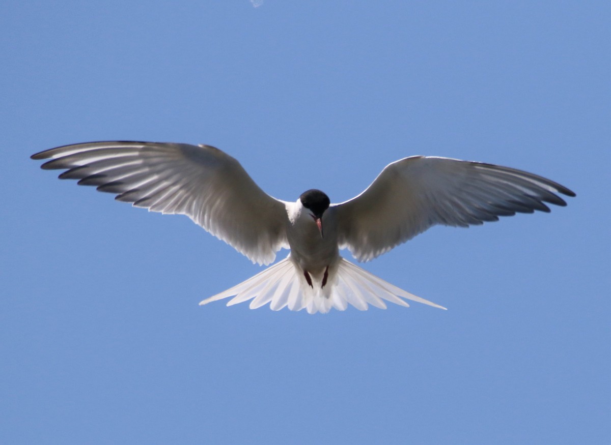 Common Tern - Sean Evans