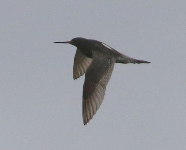 Spotted Redshank - ML102003451