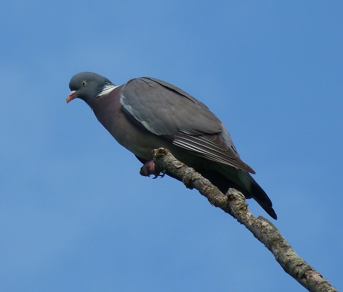 Common Wood-Pigeon - Gerco Hoogeweg