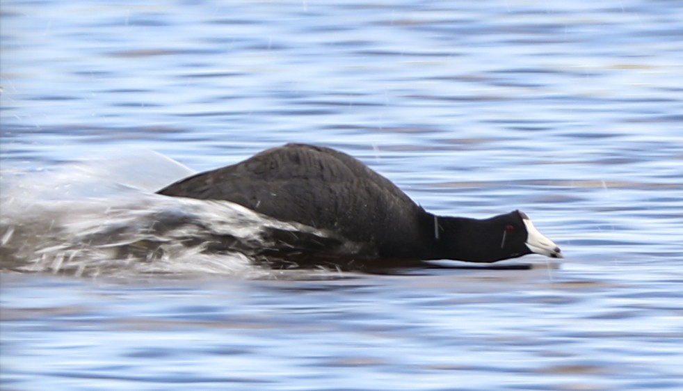 American Coot (Red-shielded) - ML102004411