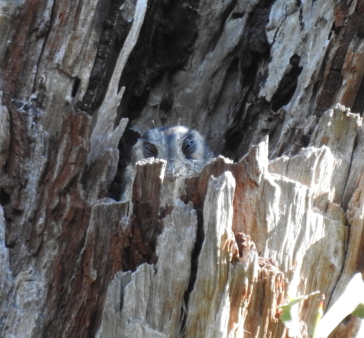 Australian Owlet-nightjar - Niel Bruce