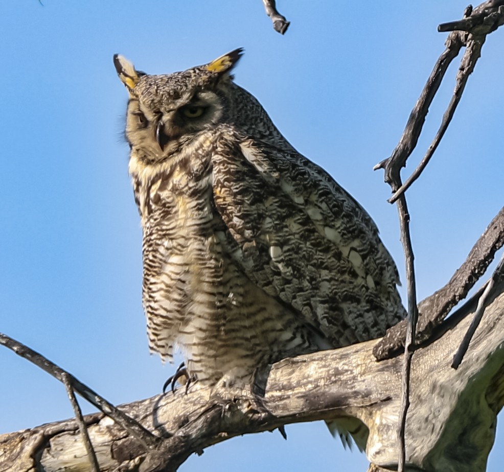 Great Horned Owl - bj worth