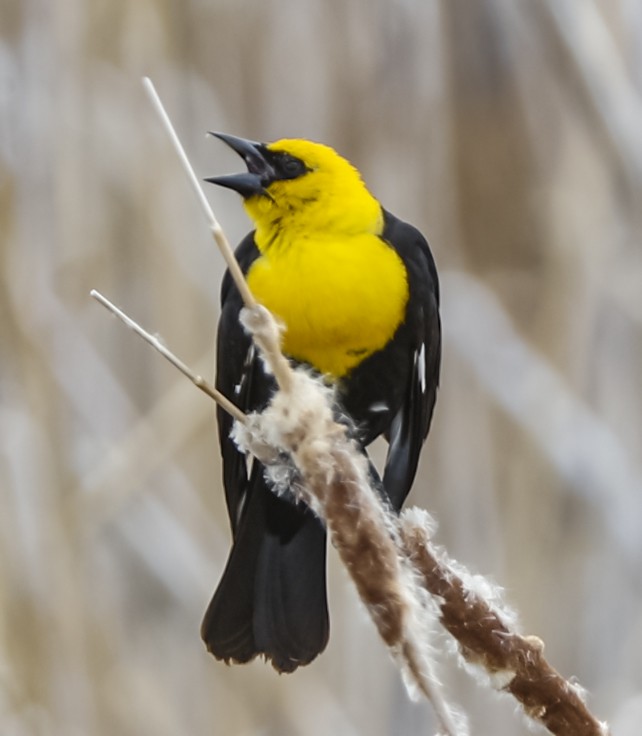 Yellow-headed Blackbird - ML102004951