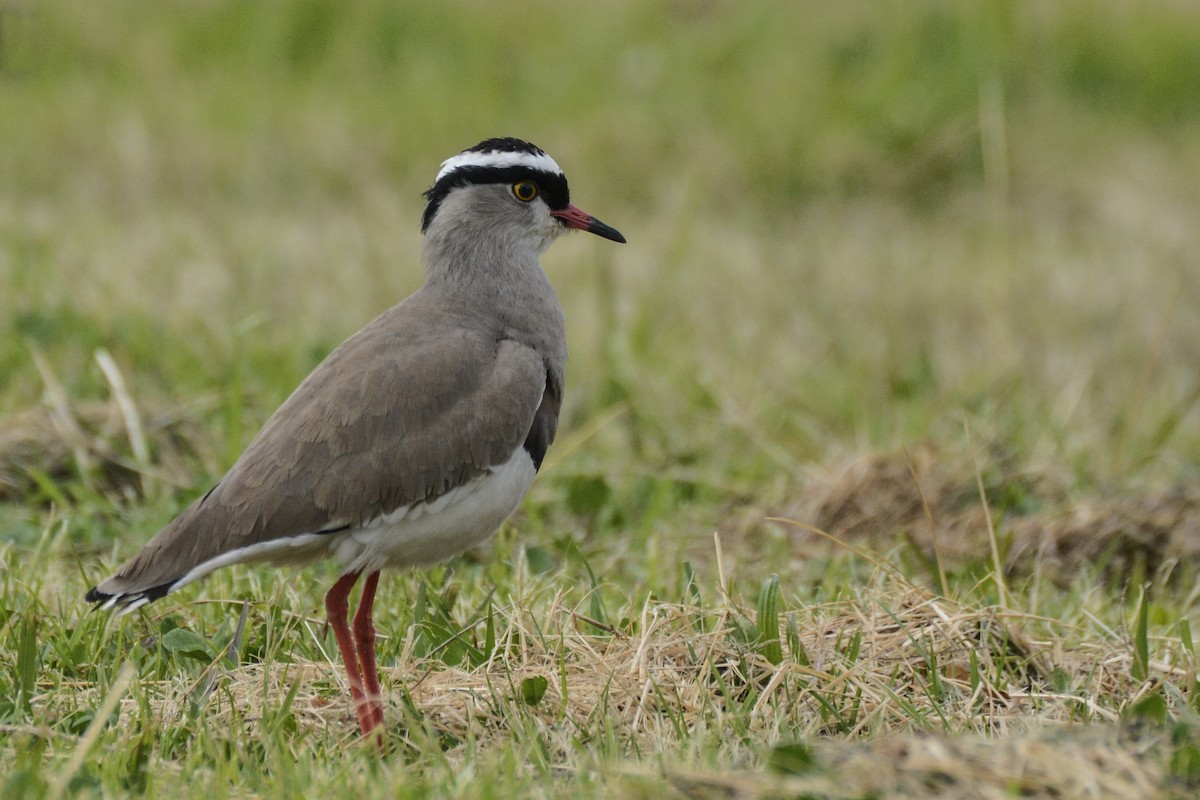 Crowned Lapwing - ML102008621