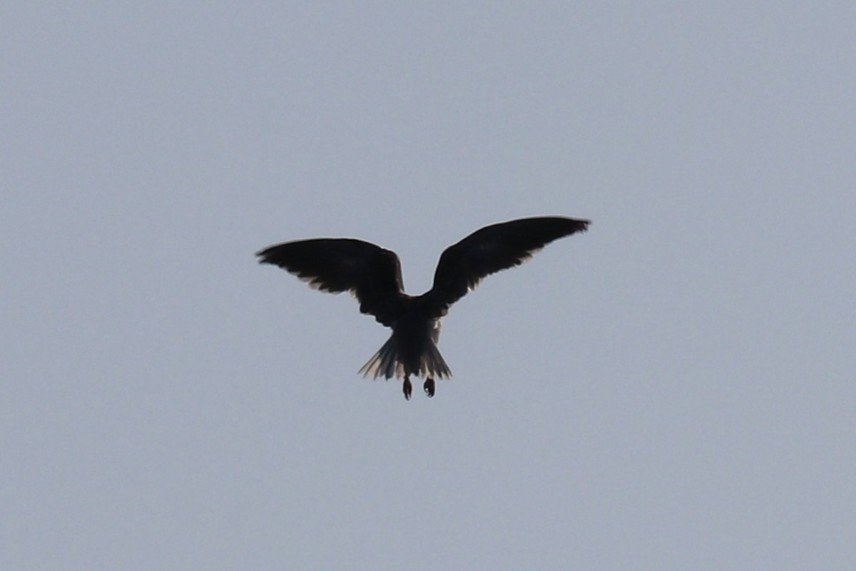 Black-winged Kite - ML102009131