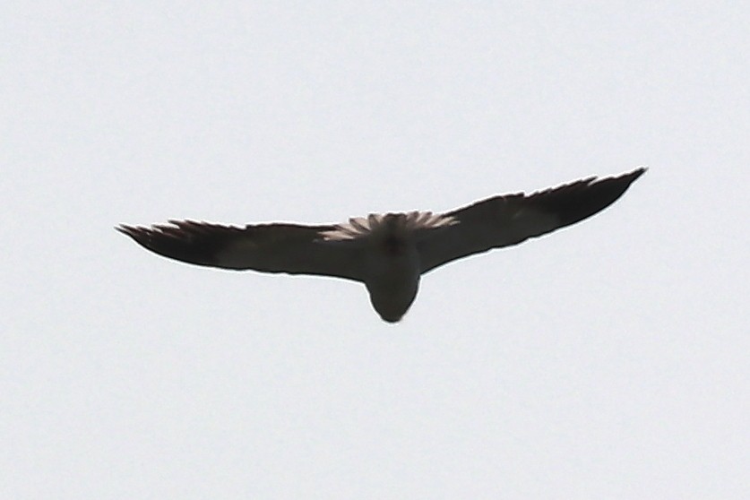 Black-winged Kite - ML102009141