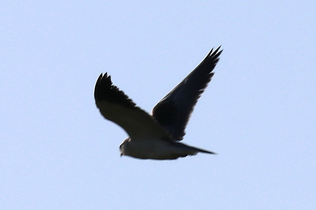 Black-winged Kite - ML102009181