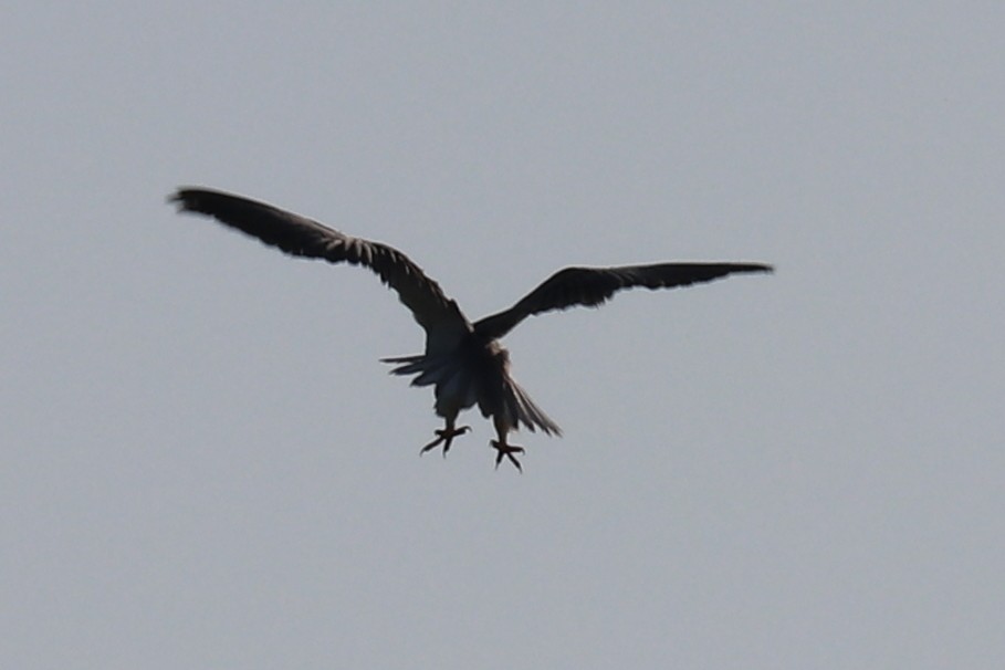 Black-winged Kite - Bruce Kerr