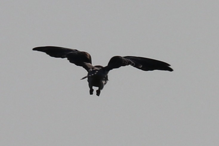 Black-winged Kite - Bruce Kerr