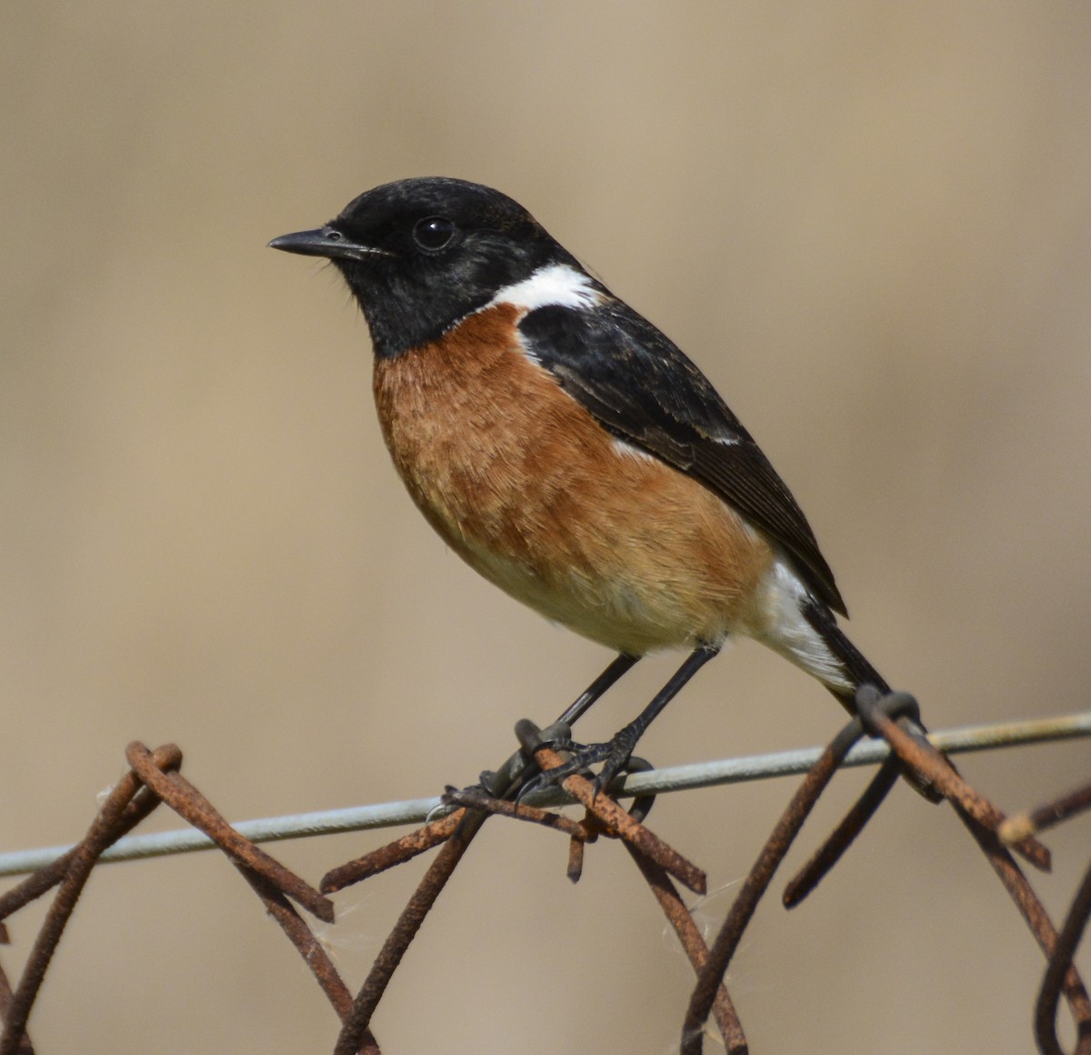 African Stonechat (African) - Patrick Maurice