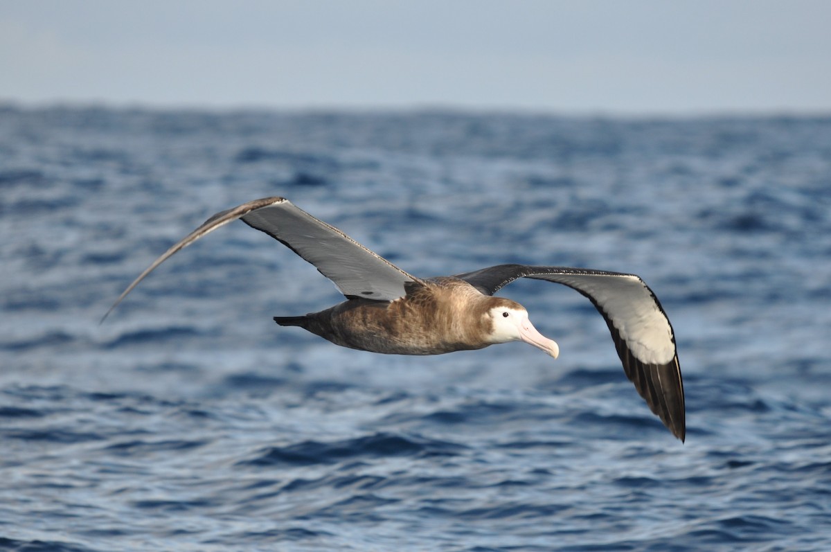 Snowy/Tristan/Antipodean Albatross - ML102009781
