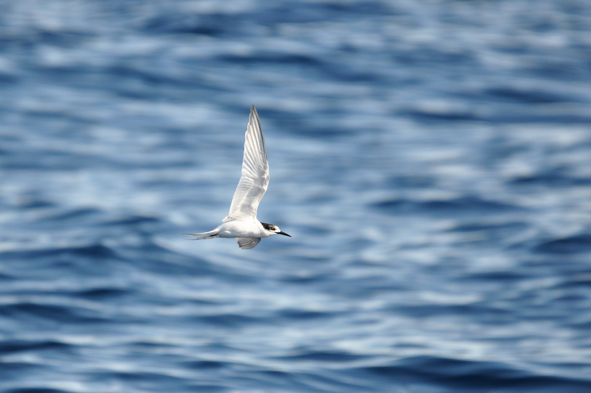 White-fronted Tern - ML102009941