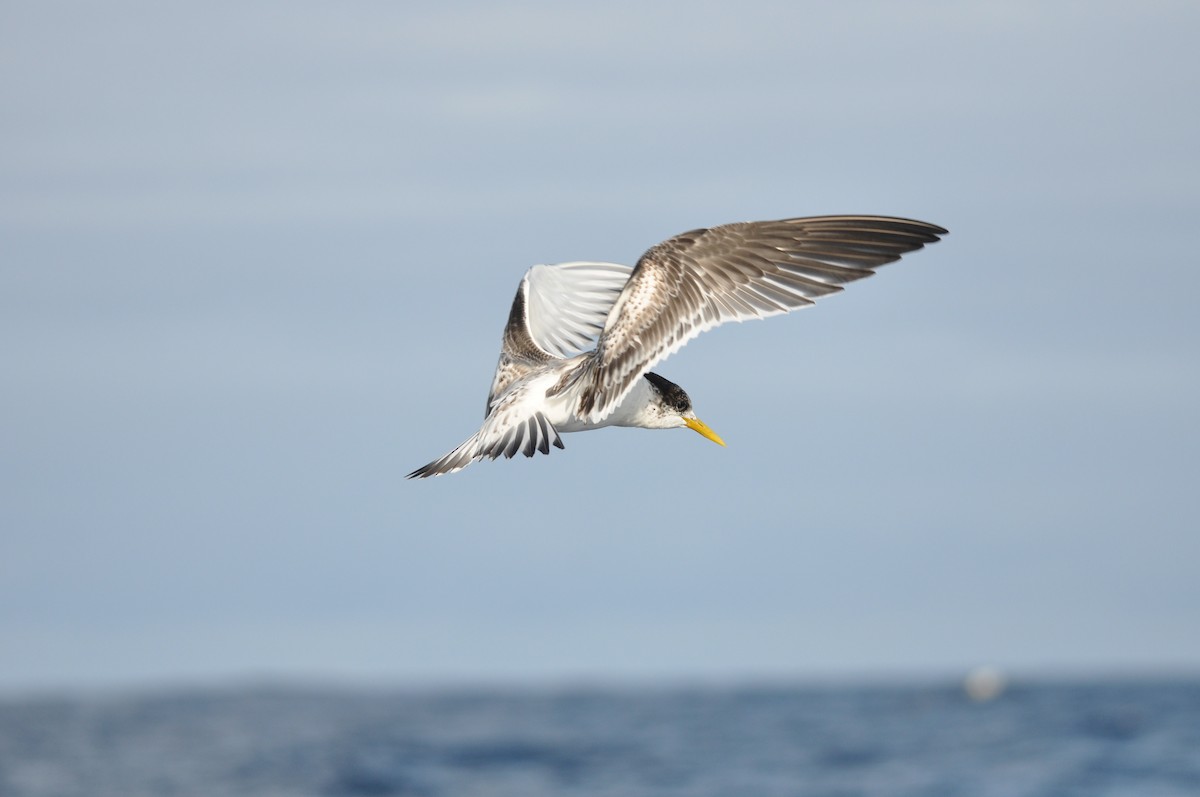 Great Crested Tern - ML102009951