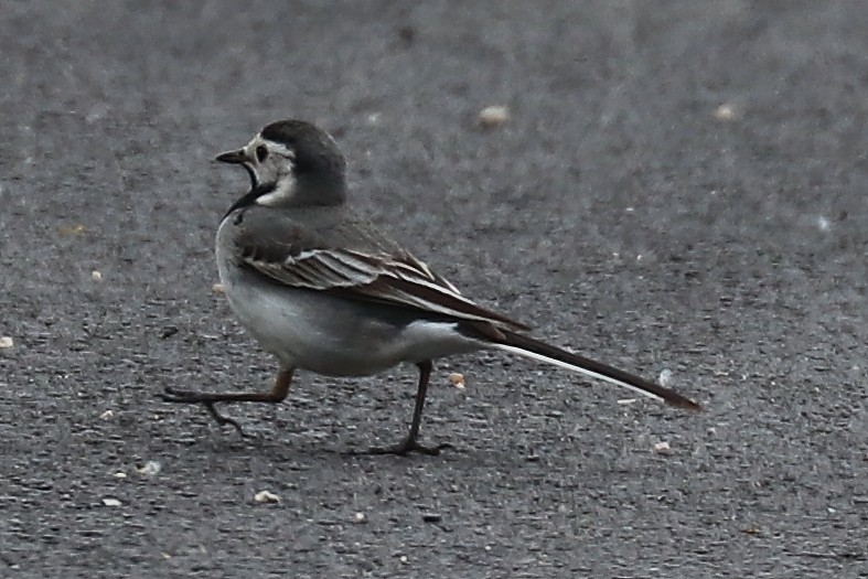 White Wagtail - Bruce Kerr