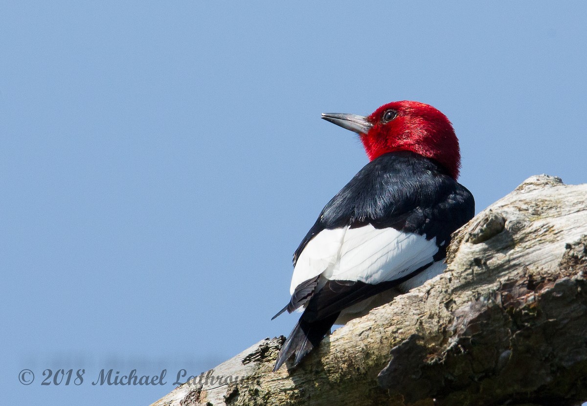 Red-headed Woodpecker - Mike Lathroum