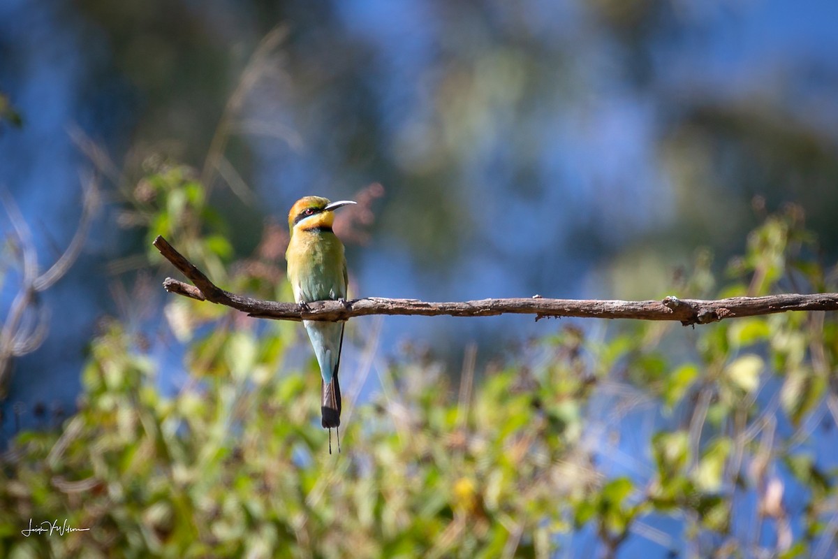 Rainbow Bee-eater - Leigh Wilson