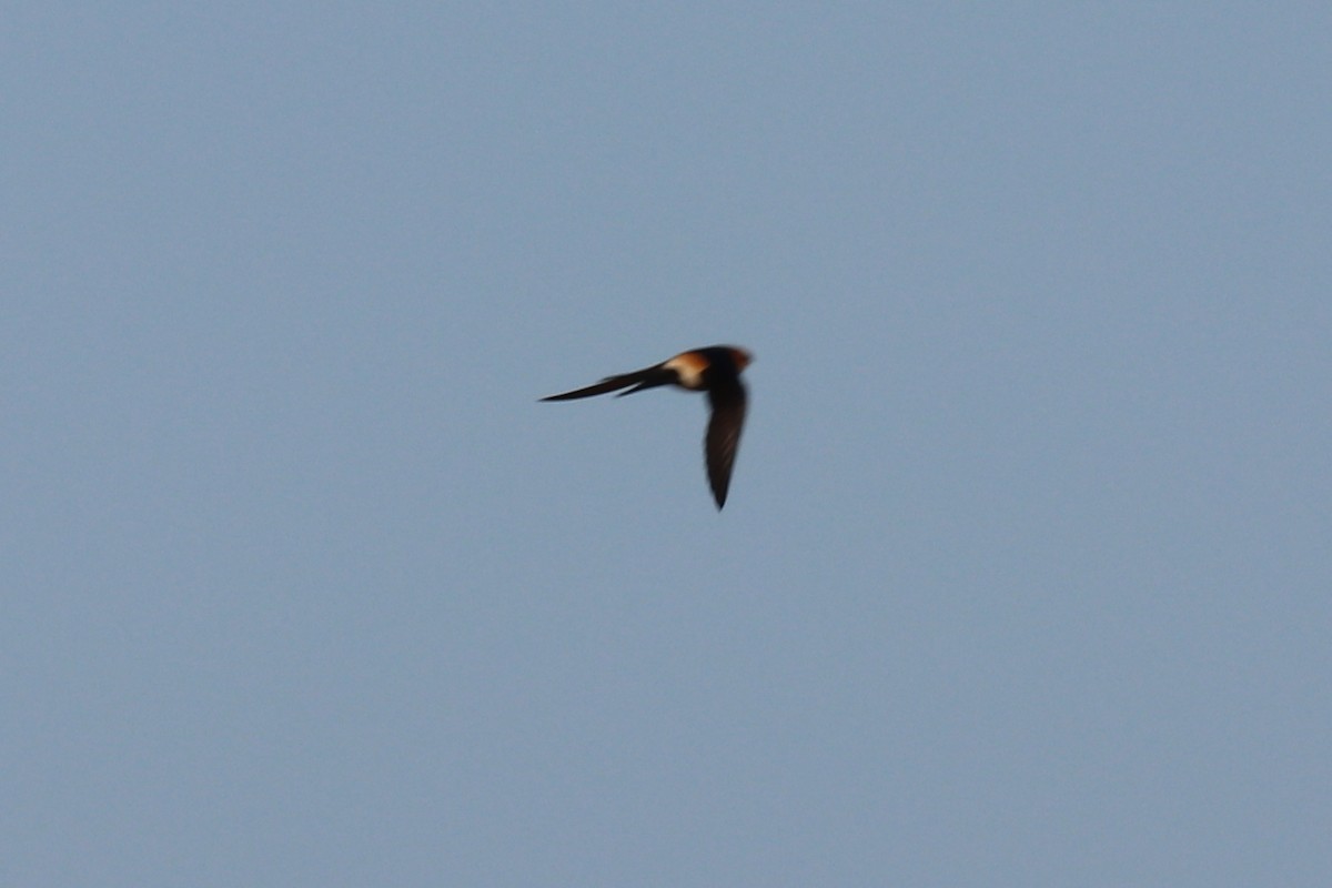 Red-rumped Swallow - ML102012501
