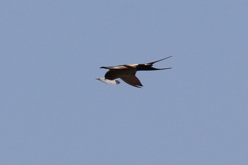 Red-rumped Swallow - ML102012601