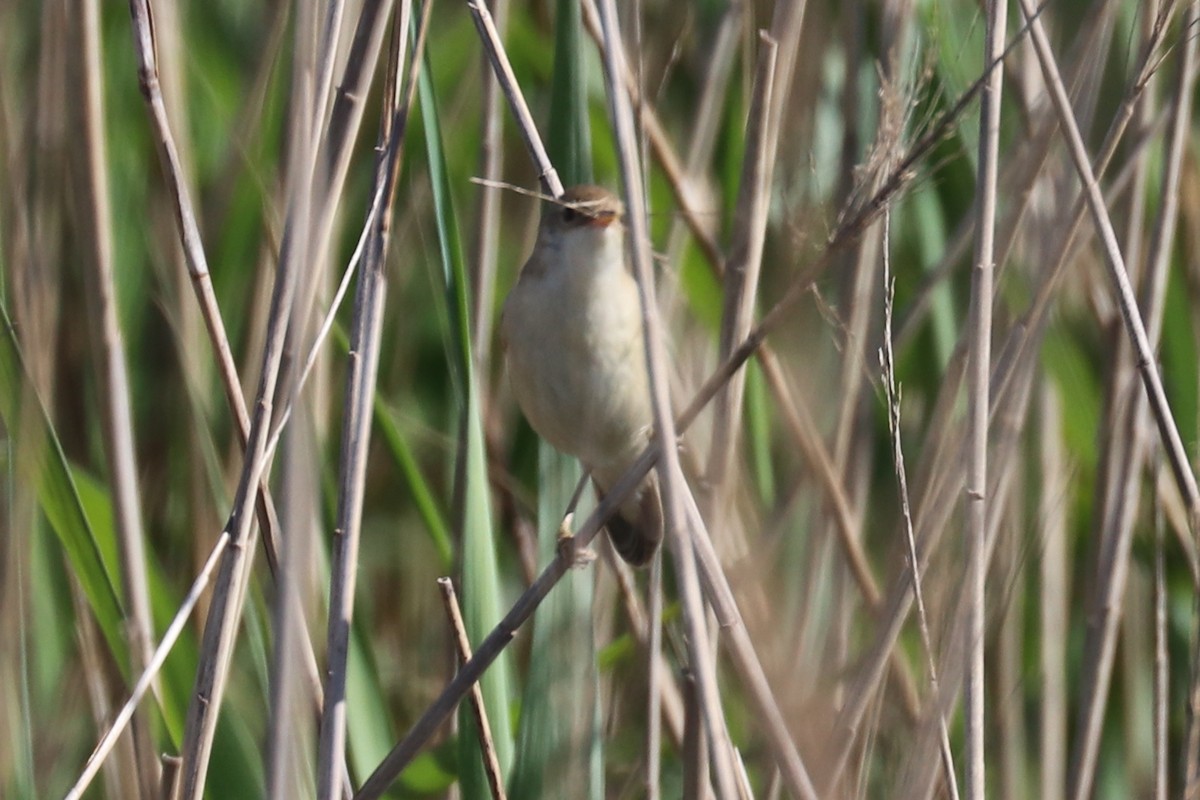 Common Reed Warbler - ML102012771