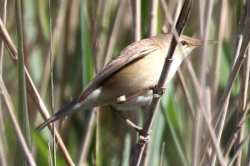 Common Reed Warbler - ML102012841