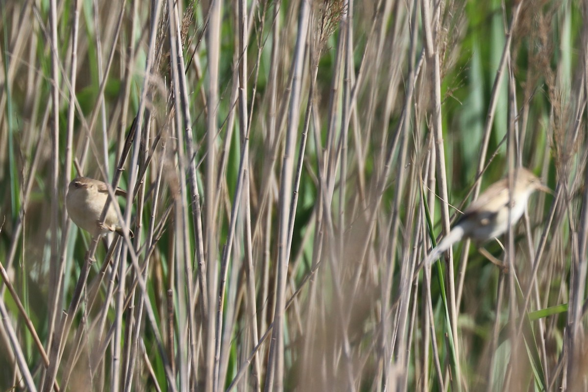 Common Reed Warbler - ML102012861