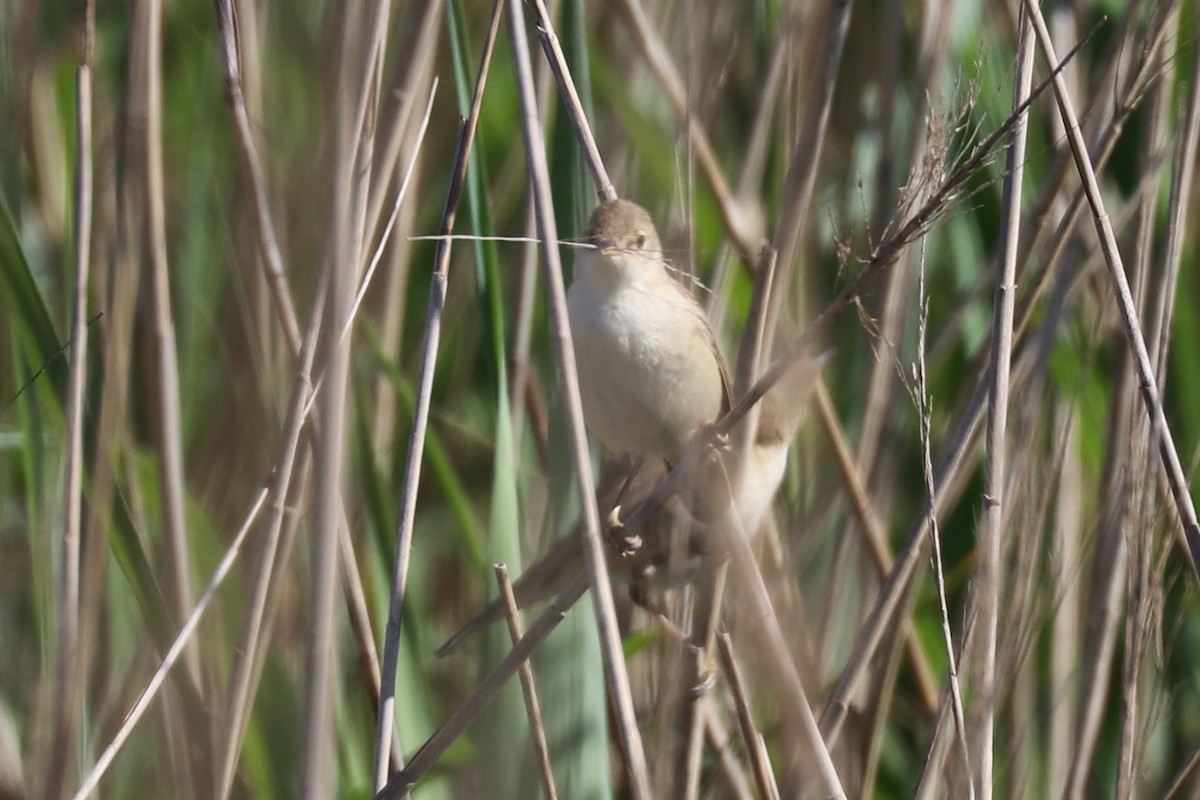 Common Reed Warbler - ML102012881