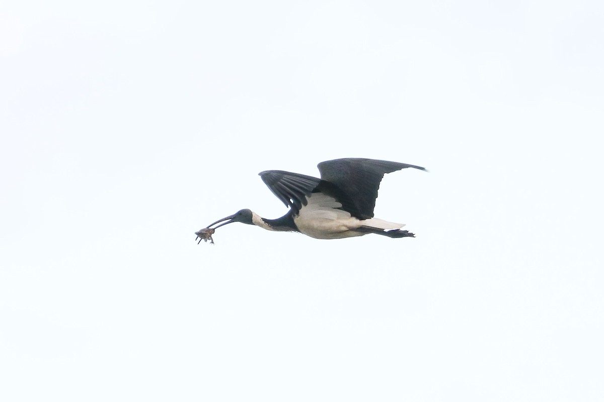 ibis slámokrký - ML102013491