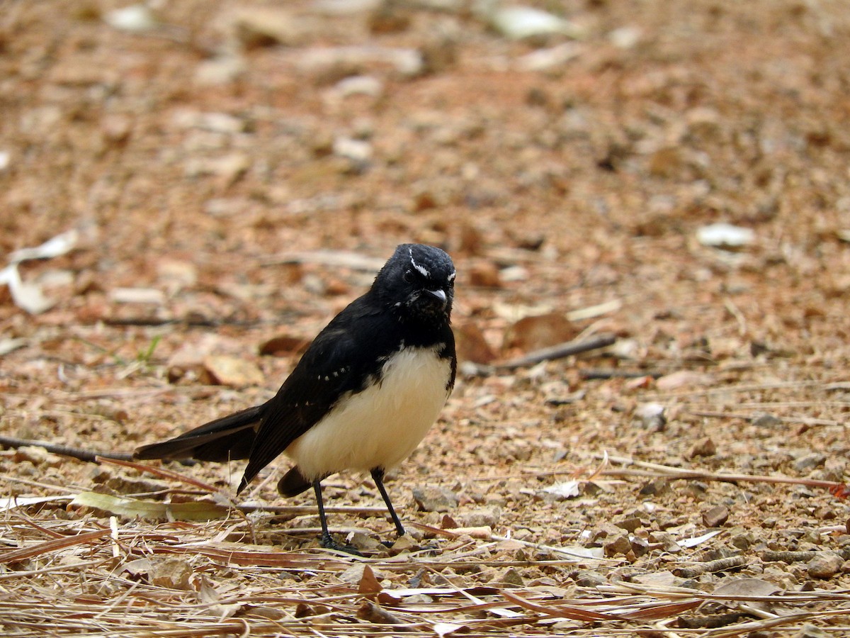 Willie-wagtail - ML102015691