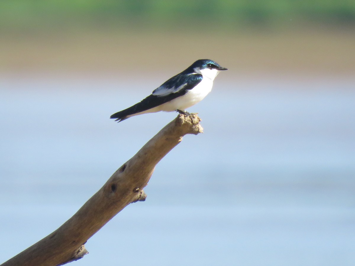 White-winged Swallow - ML102024771