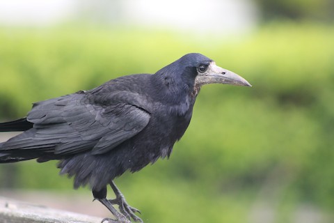 Rook - eBird