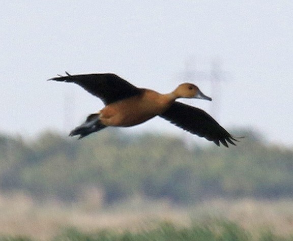 Fulvous Whistling-Duck - ML102028711