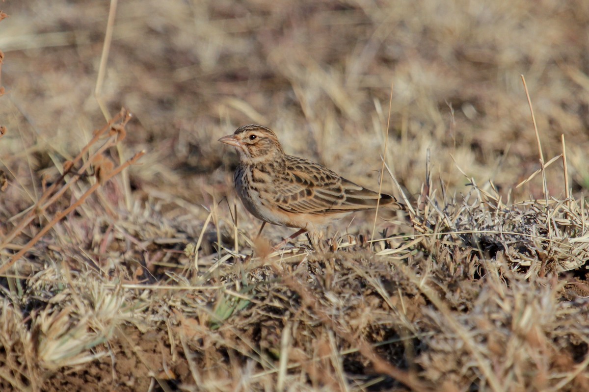 Somali Short-toed Lark - Alaudala somalica - Birds of the World