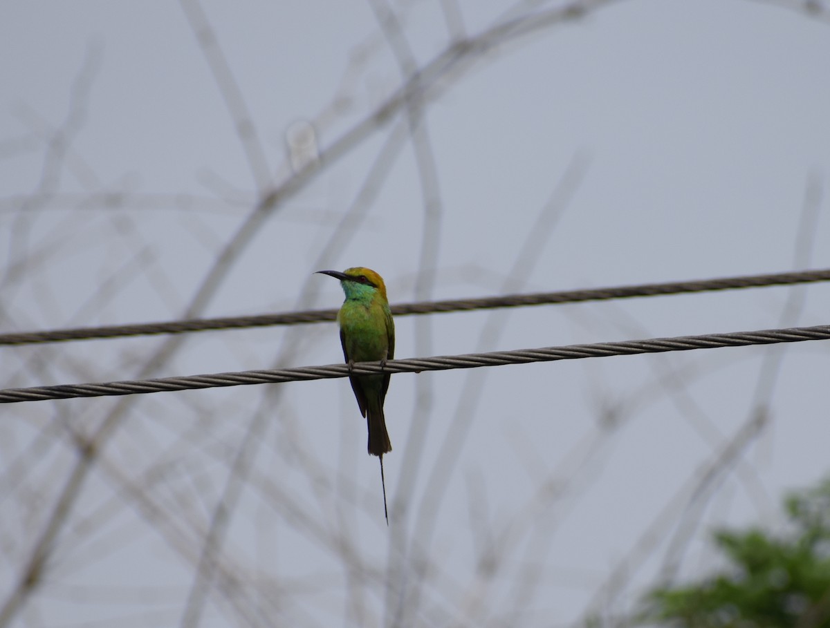 Asian Green Bee-eater - ML102029121