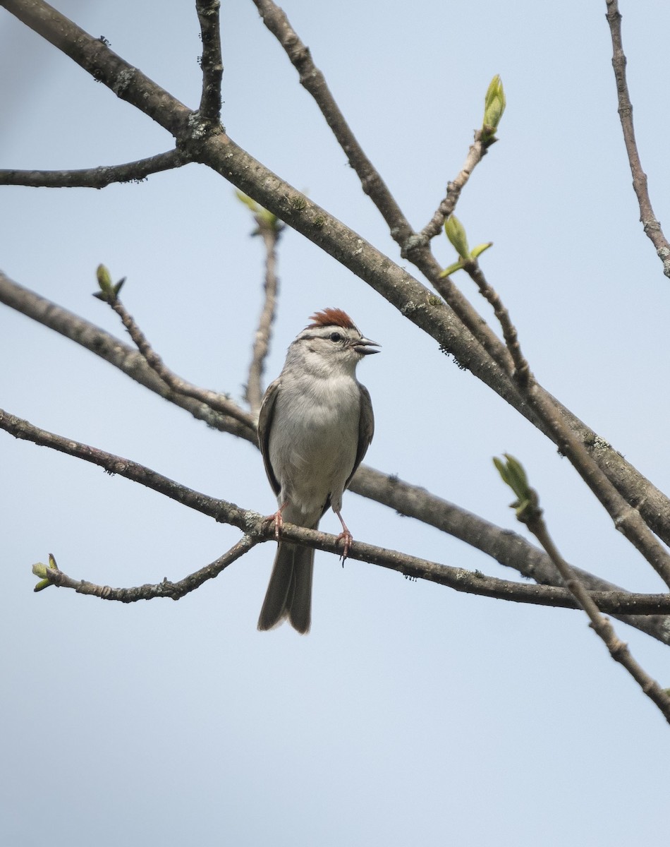 Chipping Sparrow - Deb Ford
