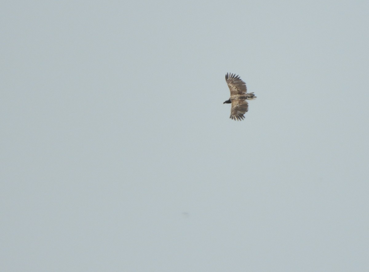 White-tailed Eagle - ML102032151