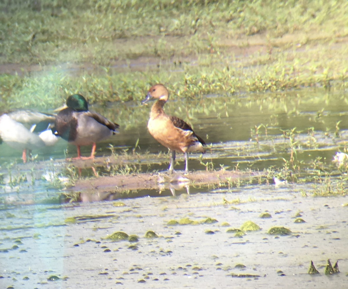 Fulvous Whistling-Duck - ML102033721
