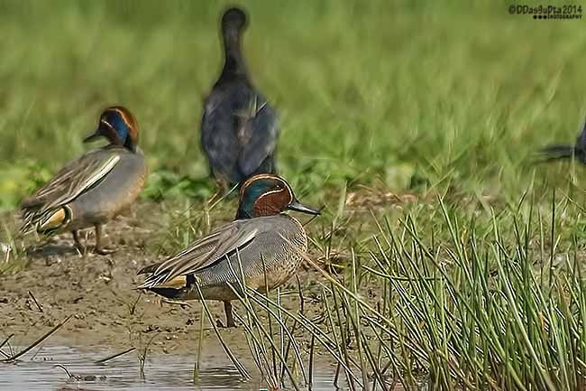 Green-winged Teal - ML102038741