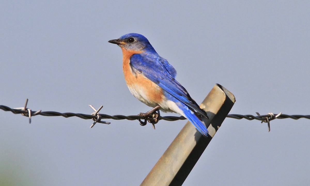 Eastern Bluebird - Petra DeBruine