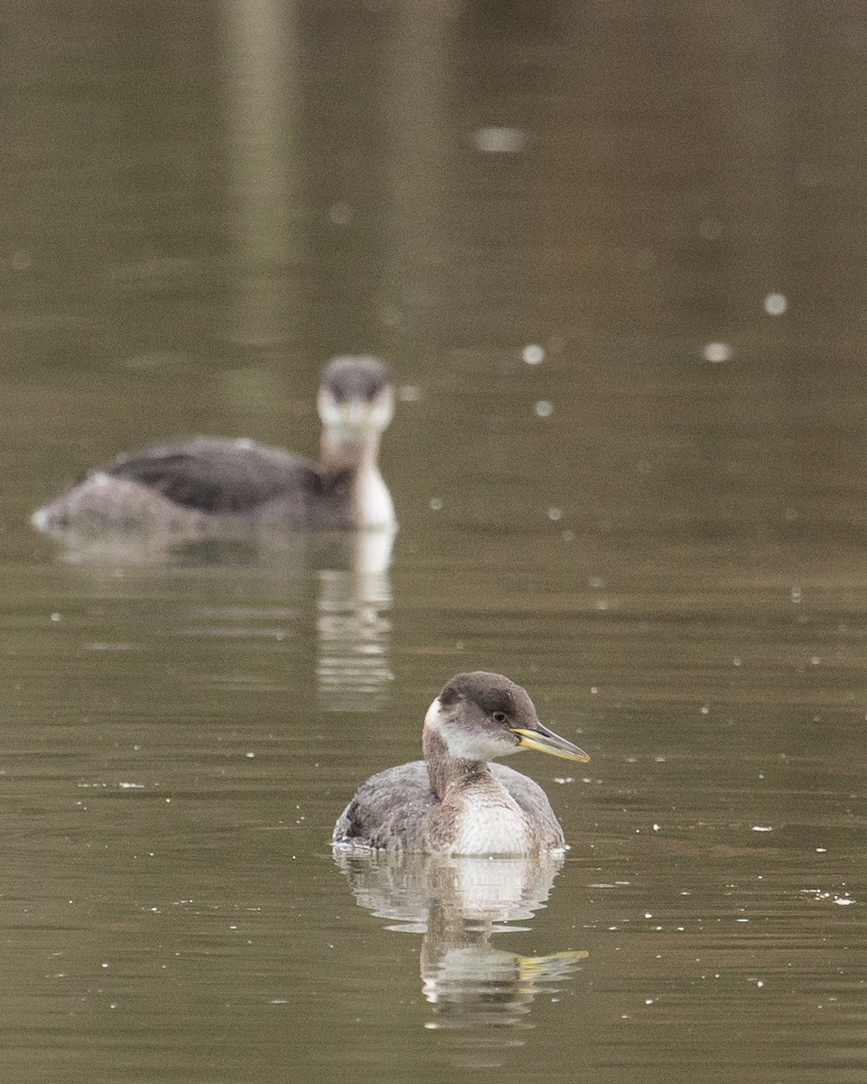 Red-necked Grebe - ML102045431