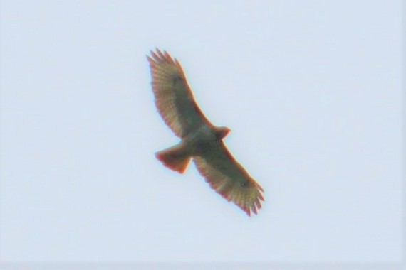 Red-tailed Hawk - Rich Hanlon