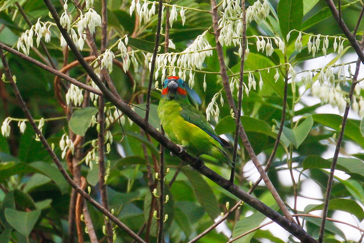 Double-eyed Fig-Parrot - ML102045841