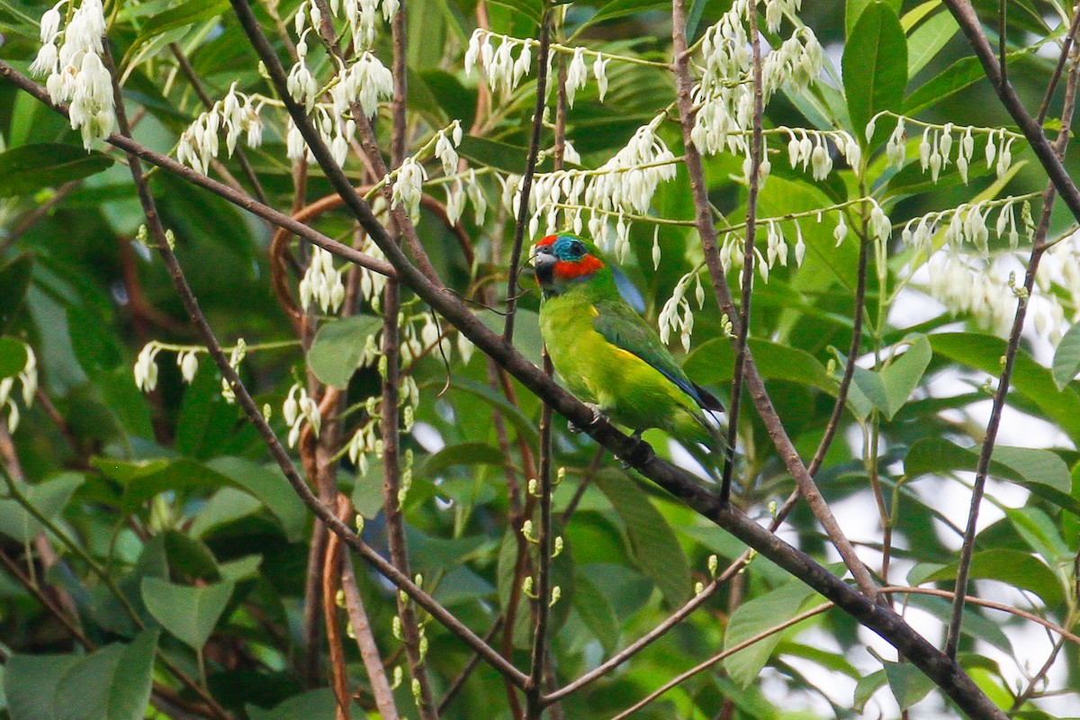 Double-eyed Fig-Parrot - ML102045881