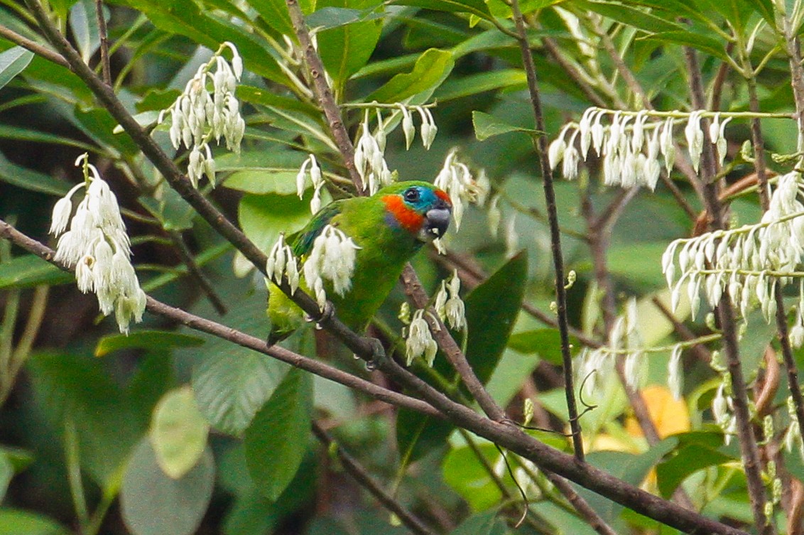 Double-eyed Fig-Parrot - ML102046041