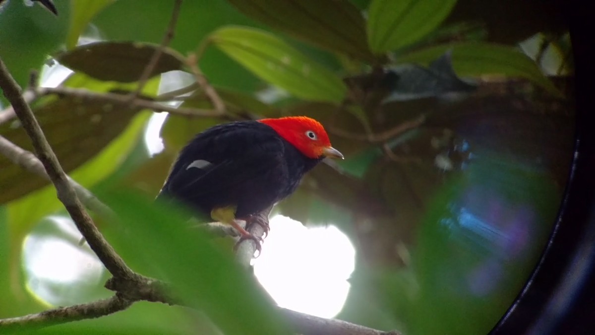 Red-capped Manakin - ML102046331
