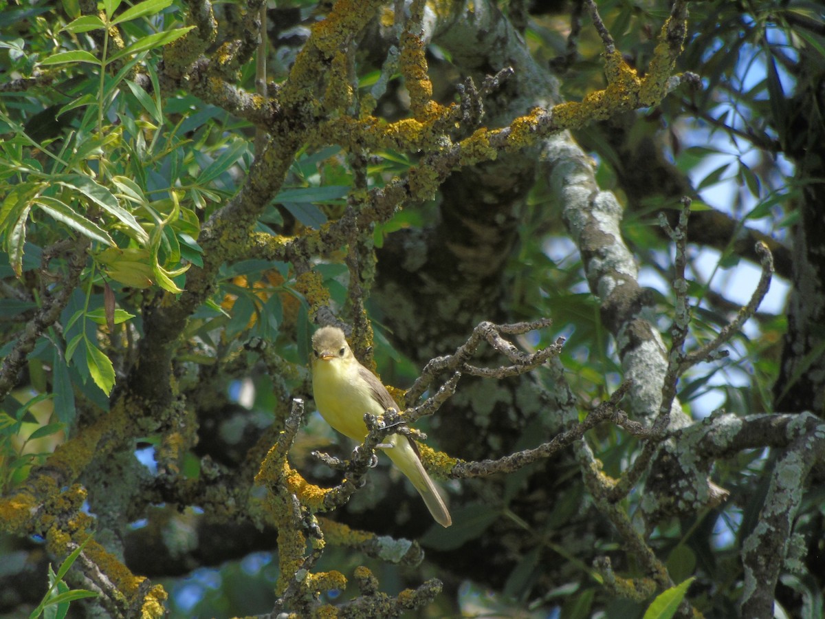 Melodious Warbler - ML102049501
