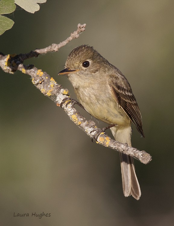 Western Flycatcher (Pacific-slope) - laura hughes