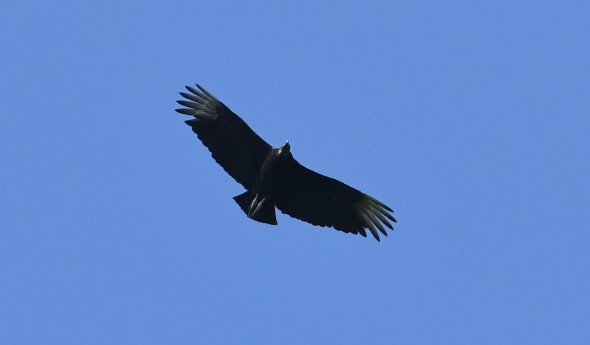 Black Vulture - ML102052951
