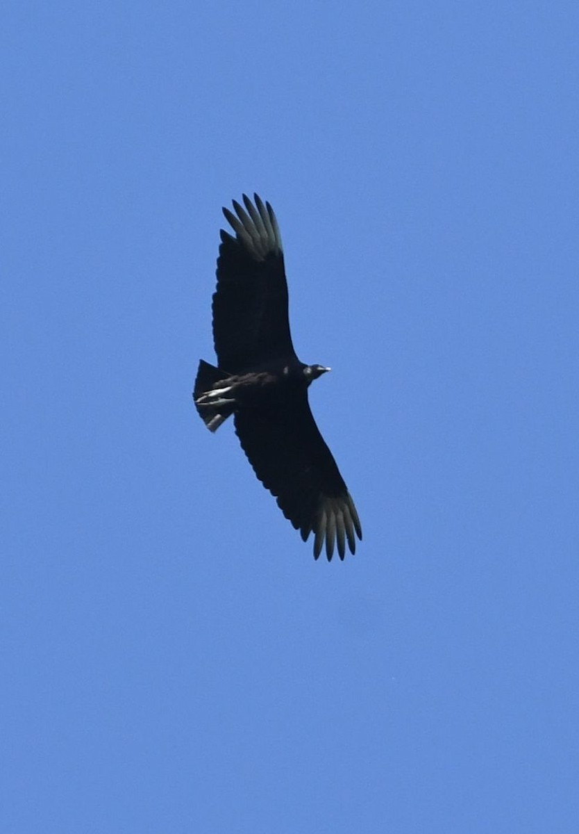 Black Vulture - Barry Blust