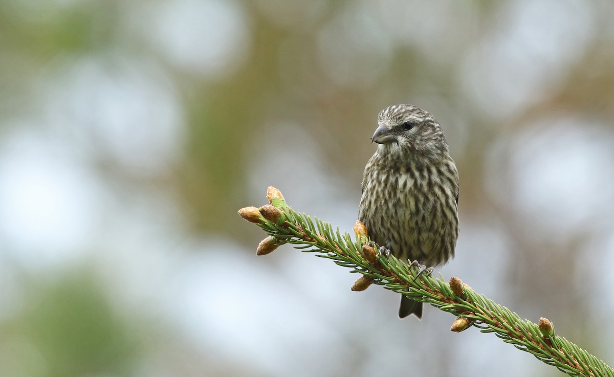 Red Crossbill (Northeastern or type 12) - ML102054201